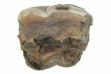 Fossil Woolly Rhino (Coelodonta) Tooth - Siberia #231024-2